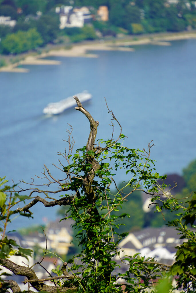 Drachenfels K&ouml;nigswinter
