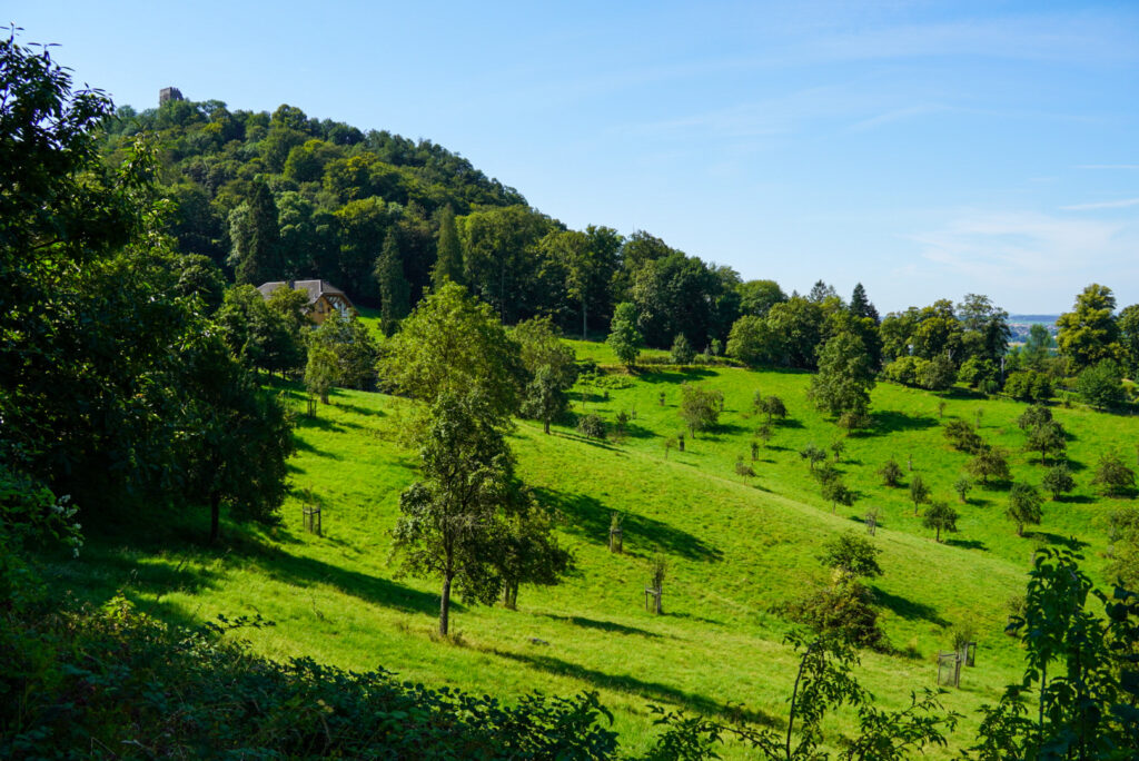 Drachenfels K&ouml;nigswinter