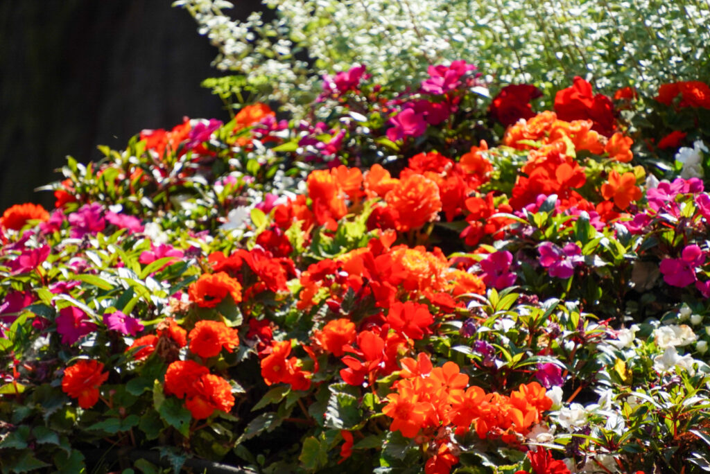 Drachenfels K&ouml;nigswinter