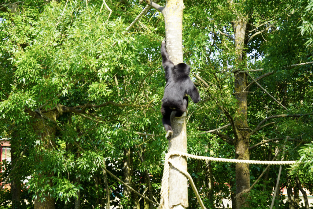 El Mundo Fantasia - Mondo Verde