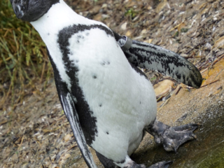 Burgers' Zoo