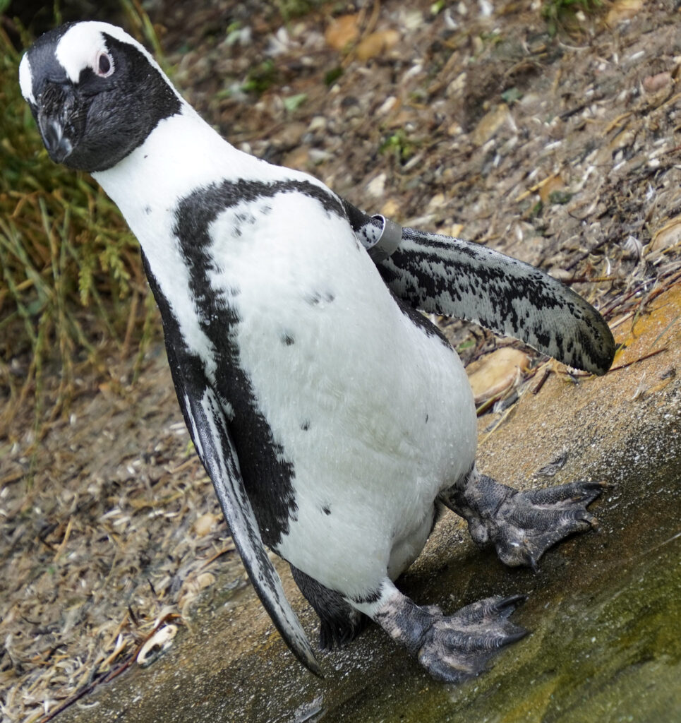 Burgers' Zoo Burgers' Zoo