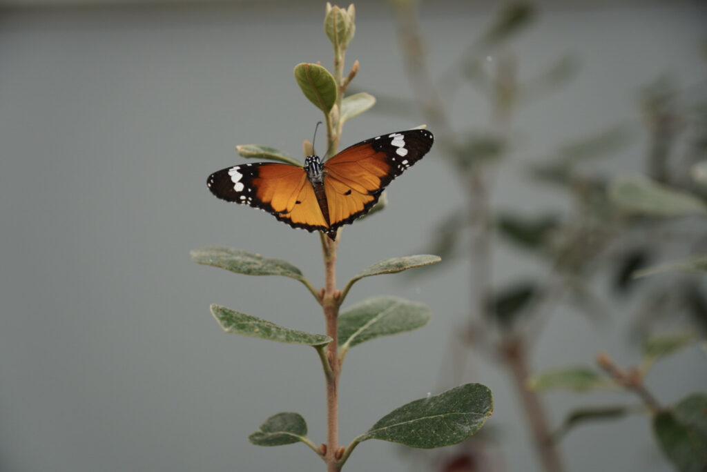 Eifalia Schmetterlingsgarten