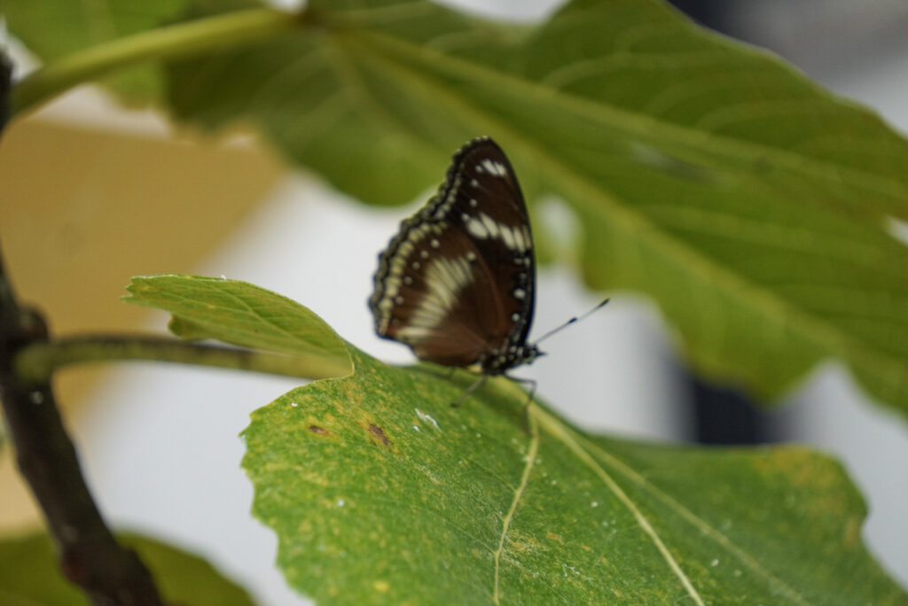 Eifalia Schmetterlingsgarten