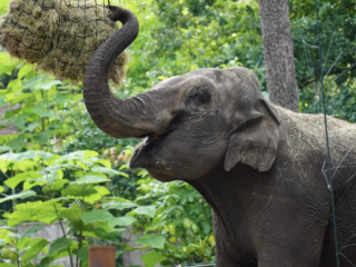 Burgers' Zoo