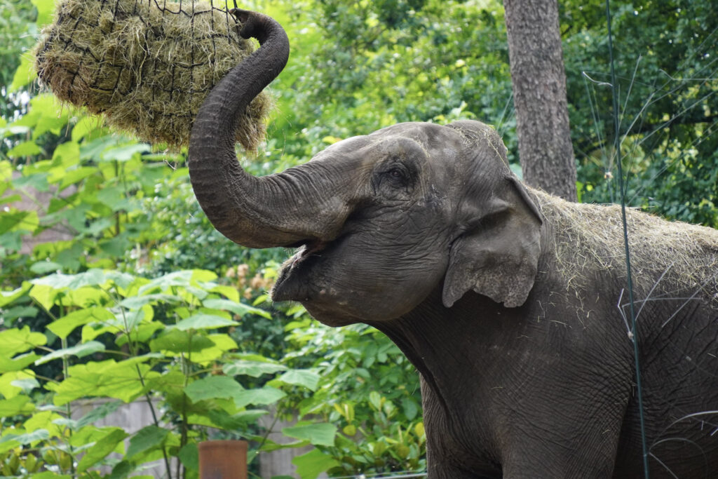 Burgers' Zoo Burgers' Zoo