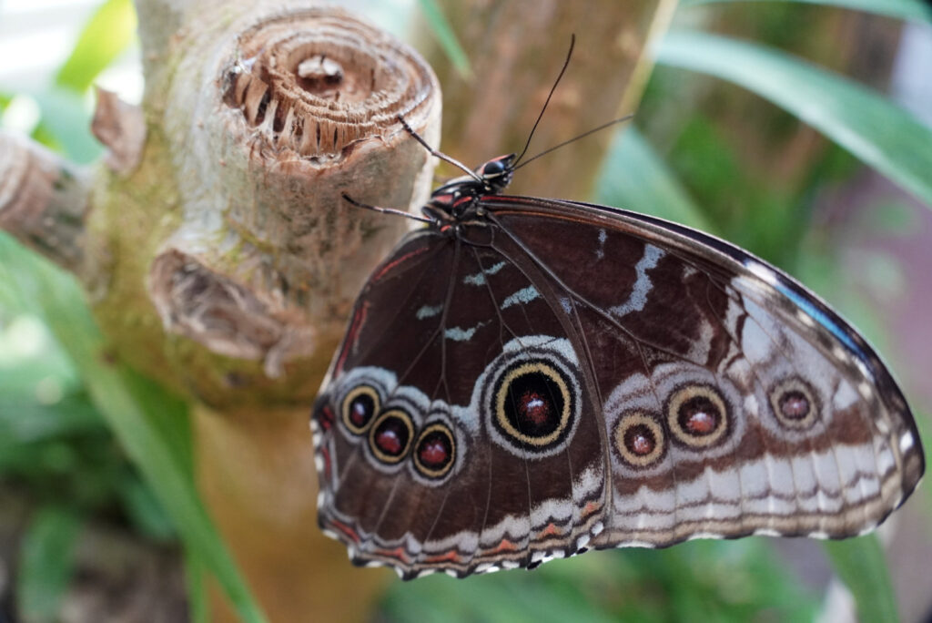 Eifalia Schmetterlingsgarten