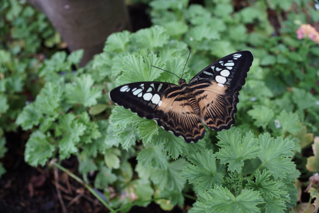 Eifalia Schmetterlingsgarten