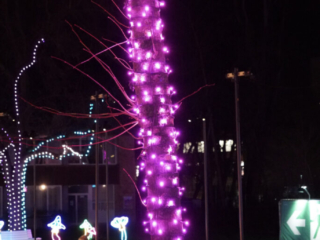 Garden of Lights Garden of Lights