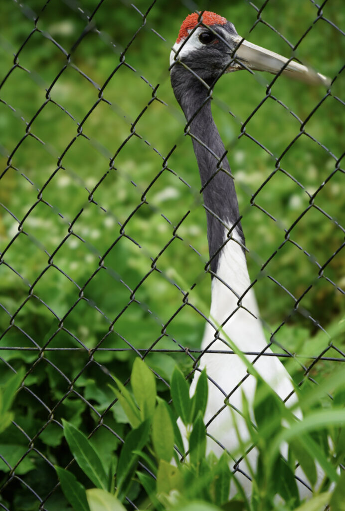 El Mundo Fantasia - Mondo Verde