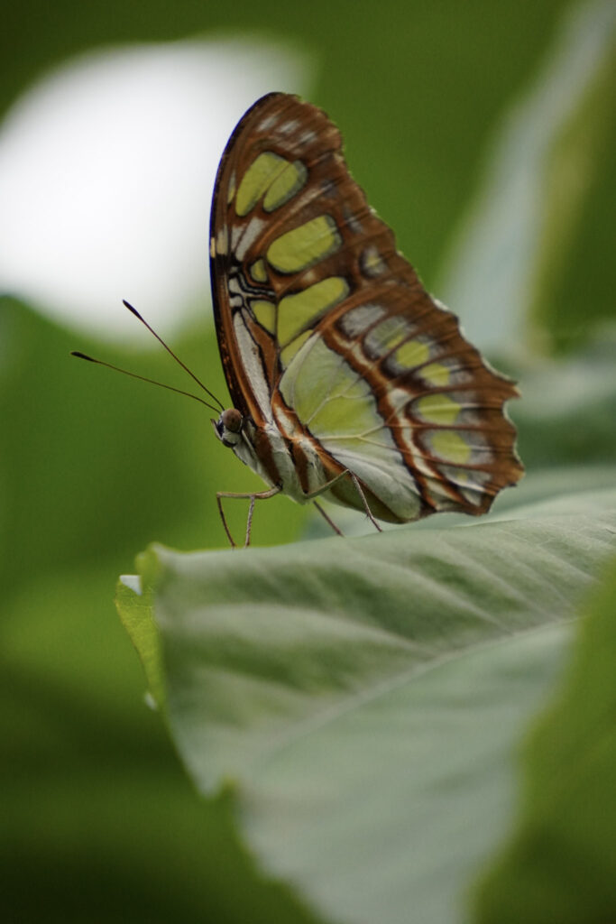 Burgers' Zoo Burgers' Zoo