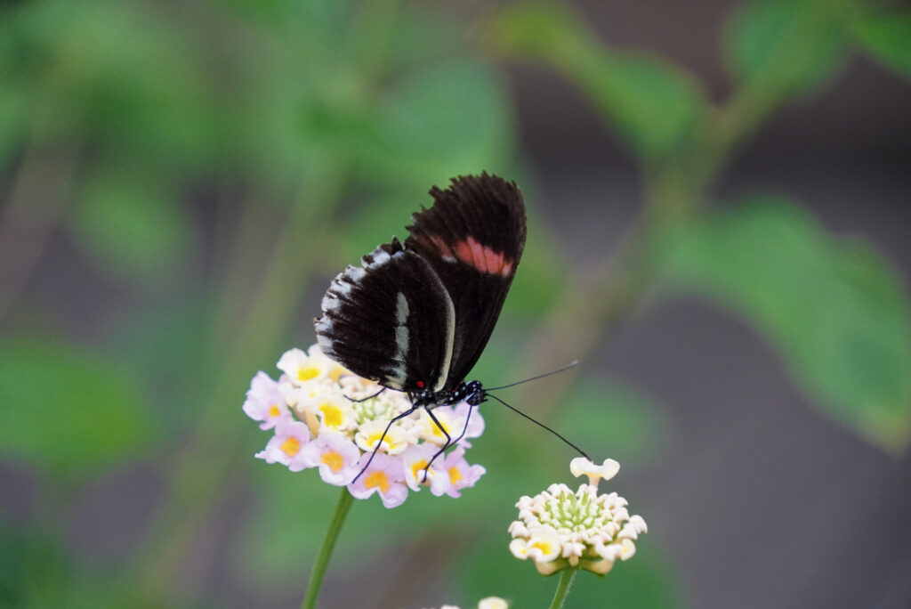 Eifalia Schmetterlingsgarten