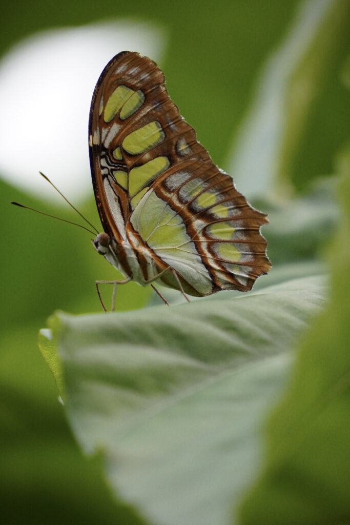 Burgers' Zoo Burgers' Zoo