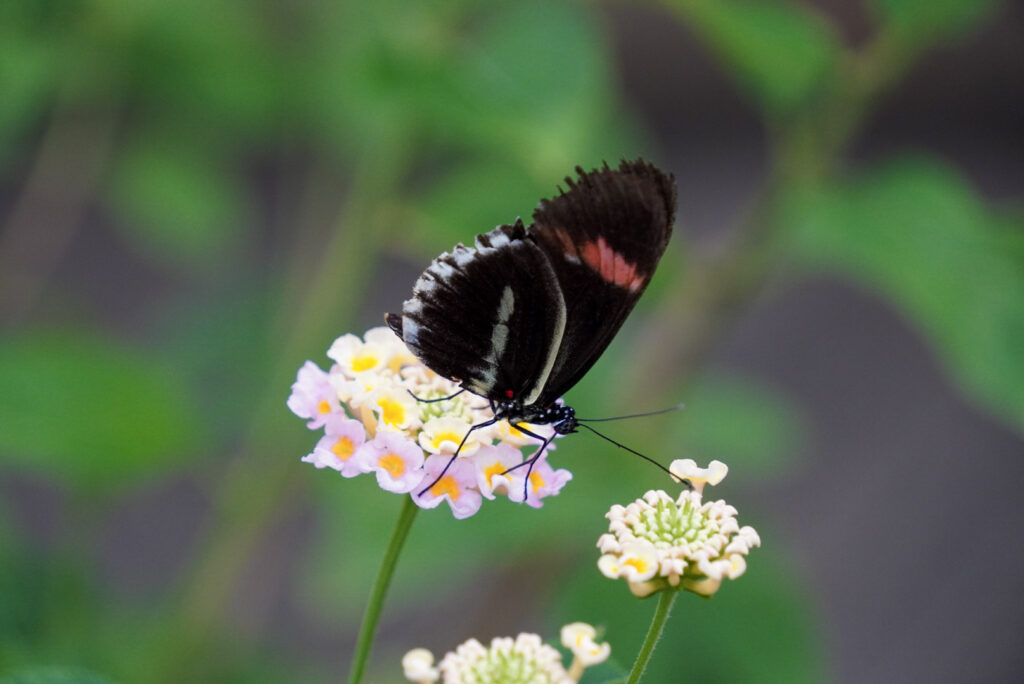Eifalia Schmetterlingsgarten