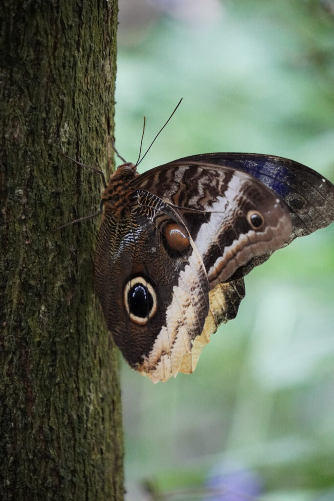 Burgers' Zoo Burgers' Zoo