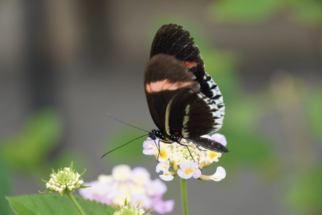Eifalia Schmetterlingsgarten