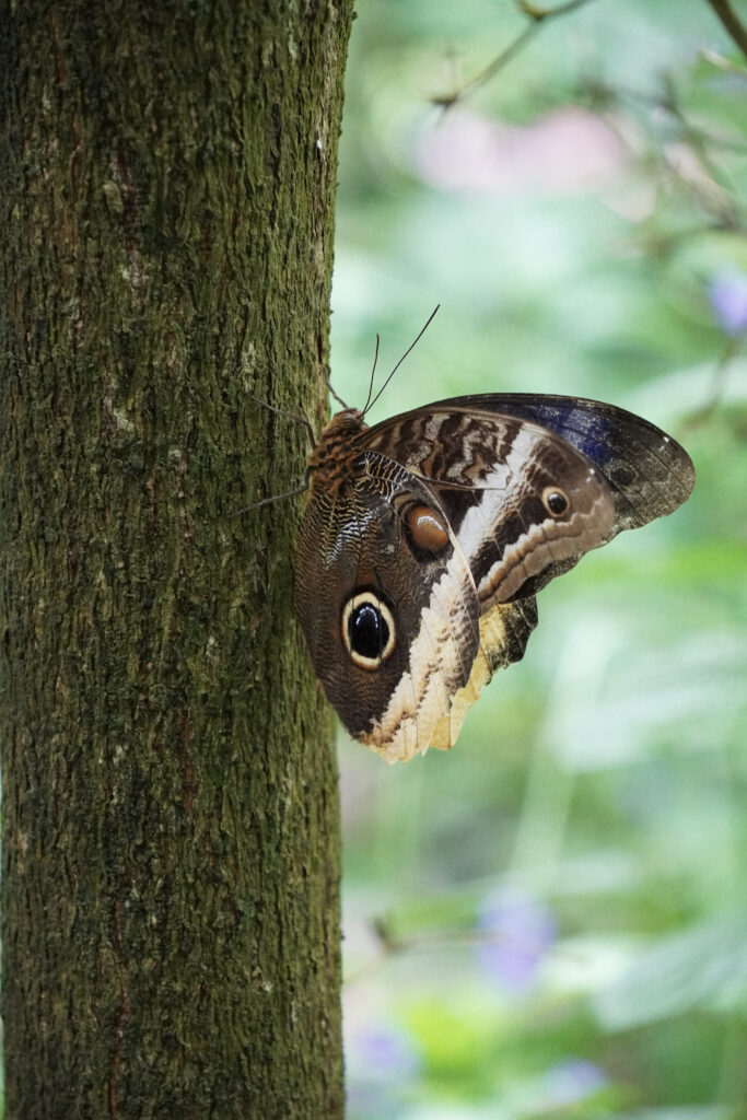 Burgers' Zoo Burgers' Zoo