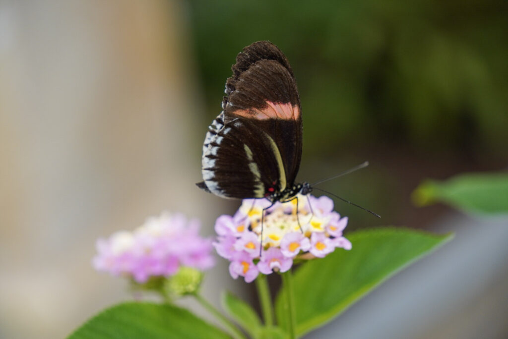 Eifalia Schmetterlingsgarten