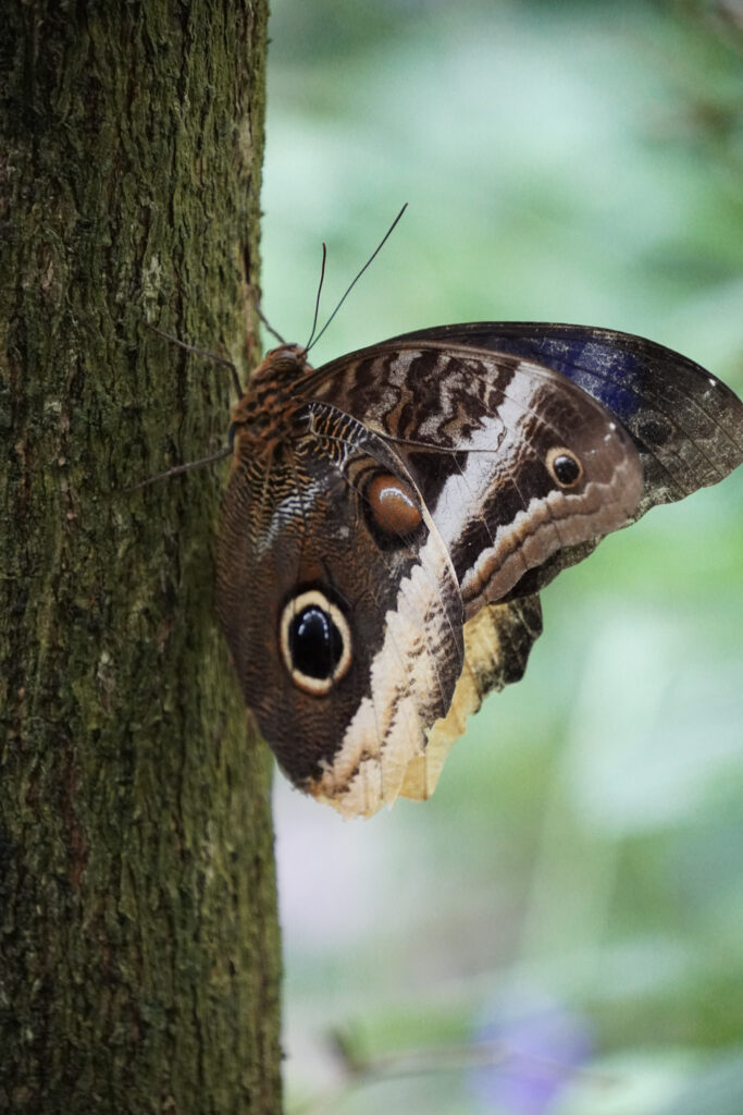 Burgers' Zoo Burgers' Zoo