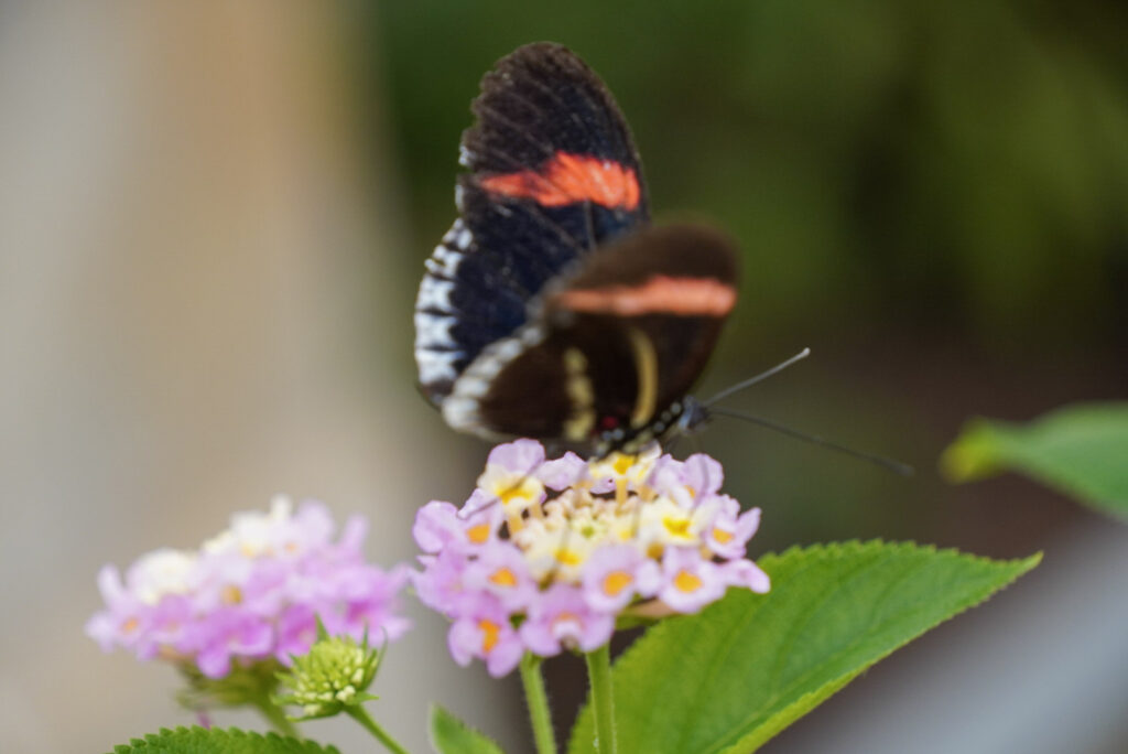 Eifalia Schmetterlingsgarten