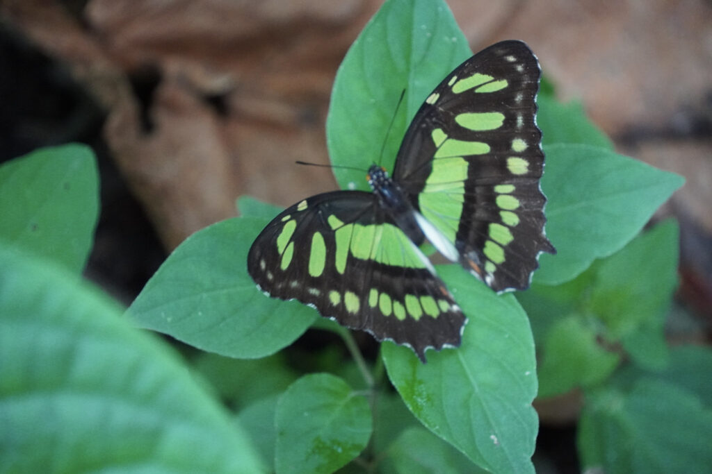 Burgers' Zoo Burgers' Zoo