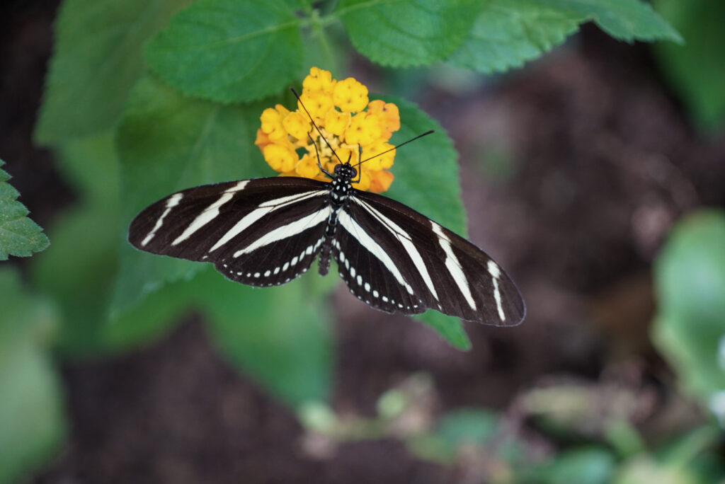 Eifalia Schmetterlingsgarten