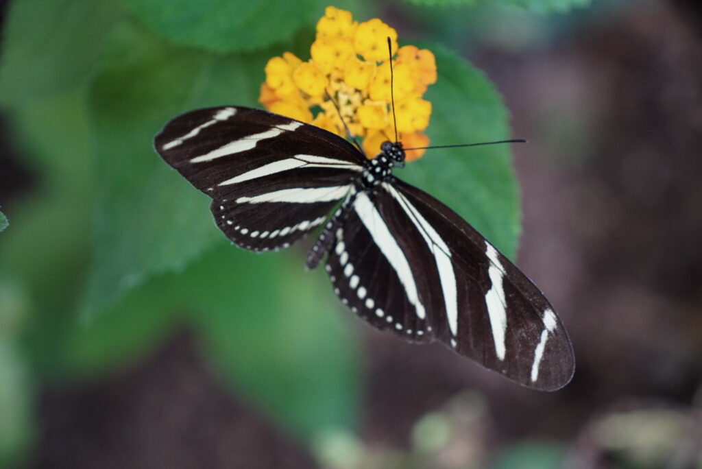 Eifalia Schmetterlingsgarten