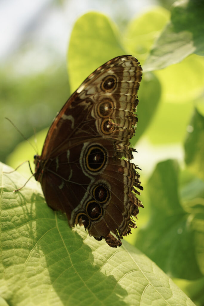 Burgers' Zoo Burgers' Zoo