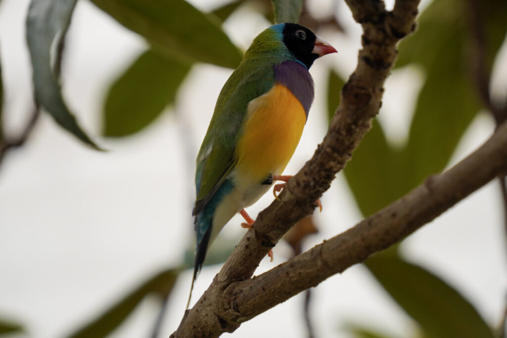 Eifalia Schmetterlingsgarten