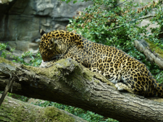 Burgers' Zoo