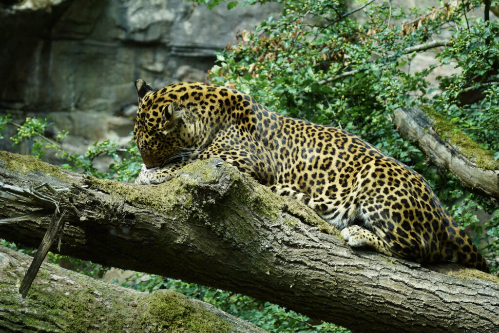 Burgers' Zoo Burgers' Zoo