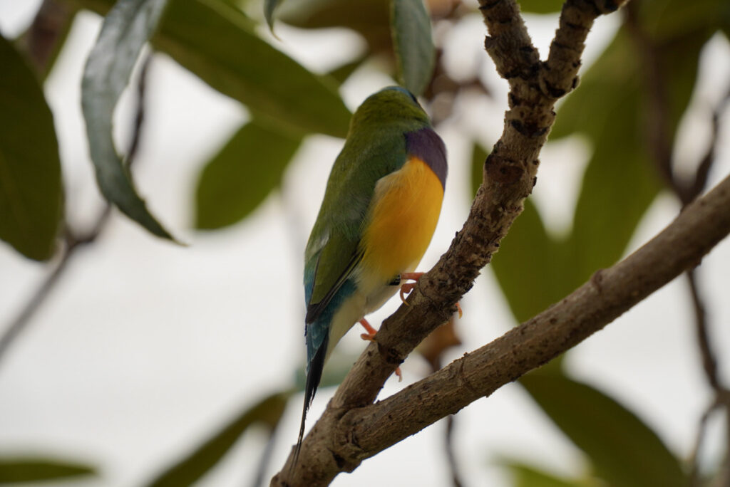 Eifalia Schmetterlingsgarten