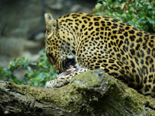 Burgers' Zoo