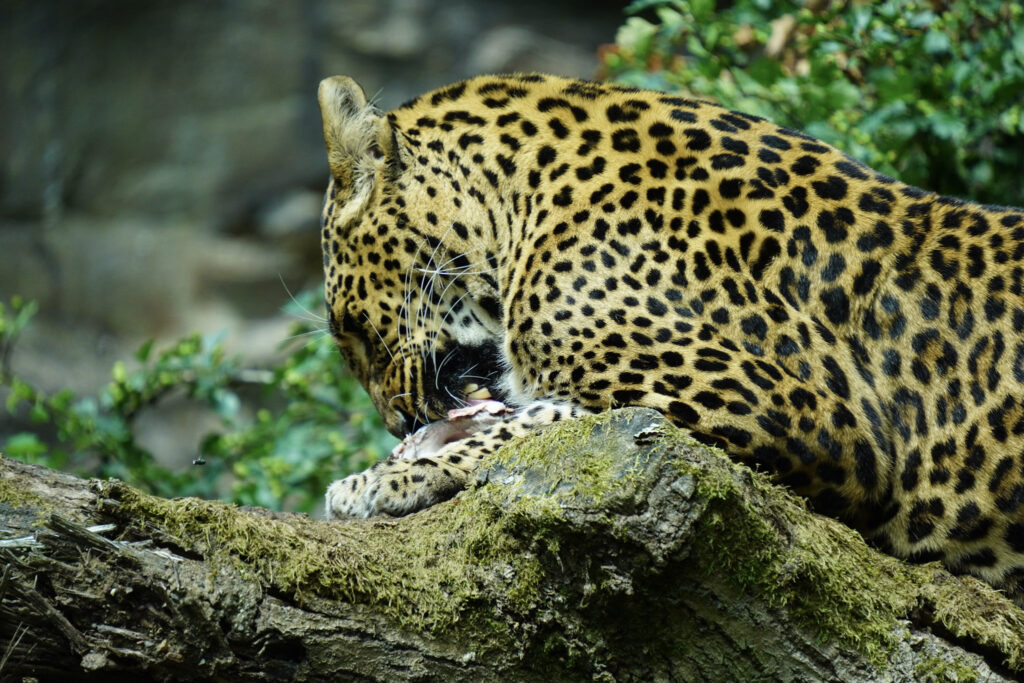 Burgers' Zoo Burgers' Zoo