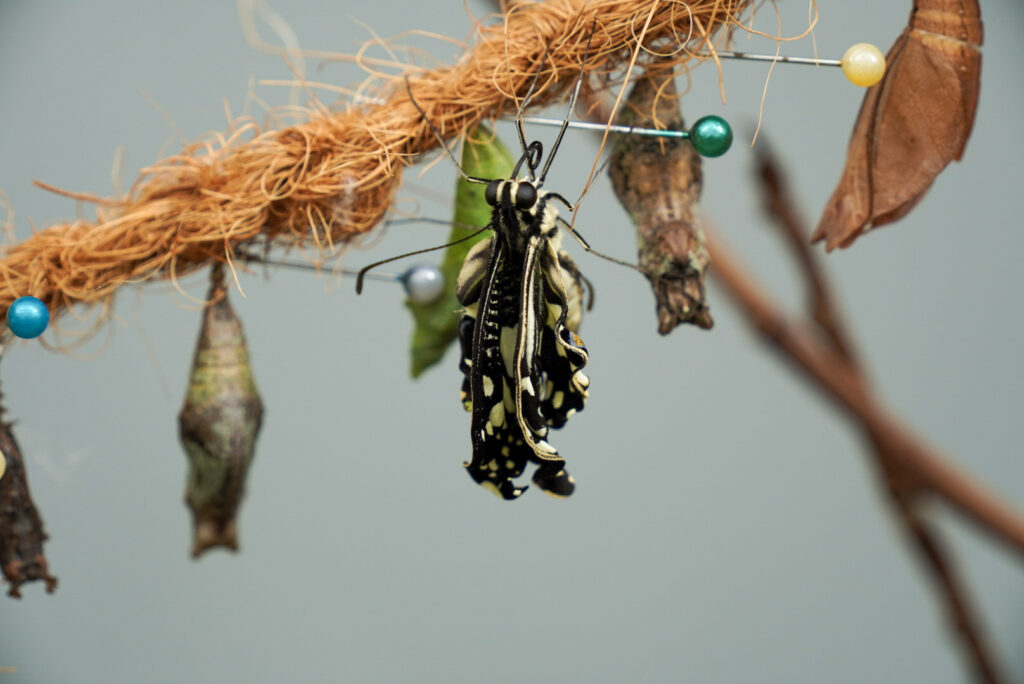 Eifalia Schmetterlingsgarten