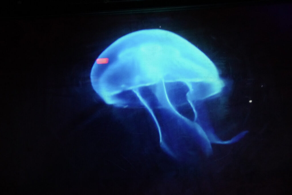 Herbstlichter Br&uuml;ckenkopfpark J&uuml;lich