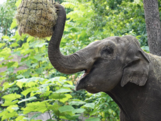 Burgers' Zoo