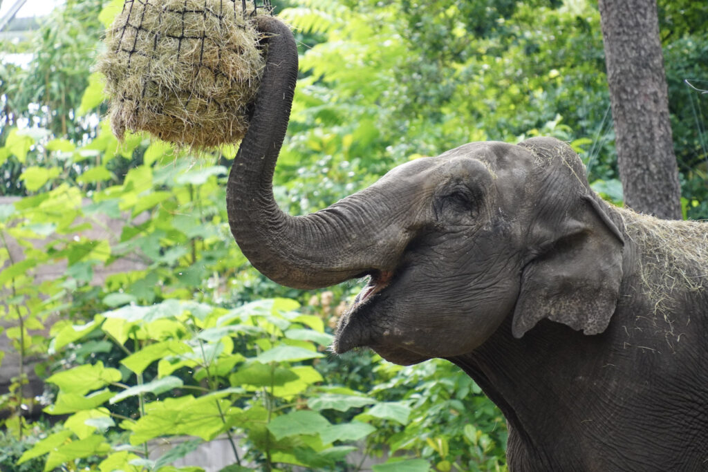 Burgers' Zoo Burgers' Zoo