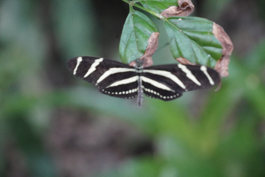Eifalia Schmetterlingsgarten