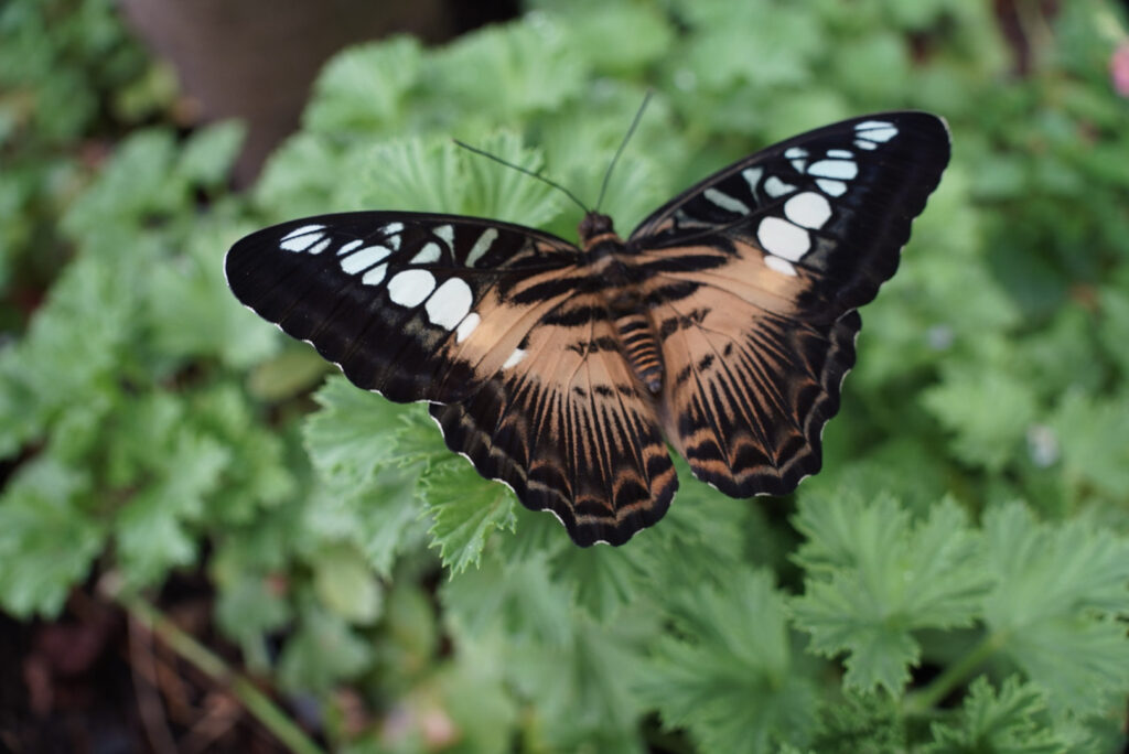 Eifalia Schmetterlingsgarten
