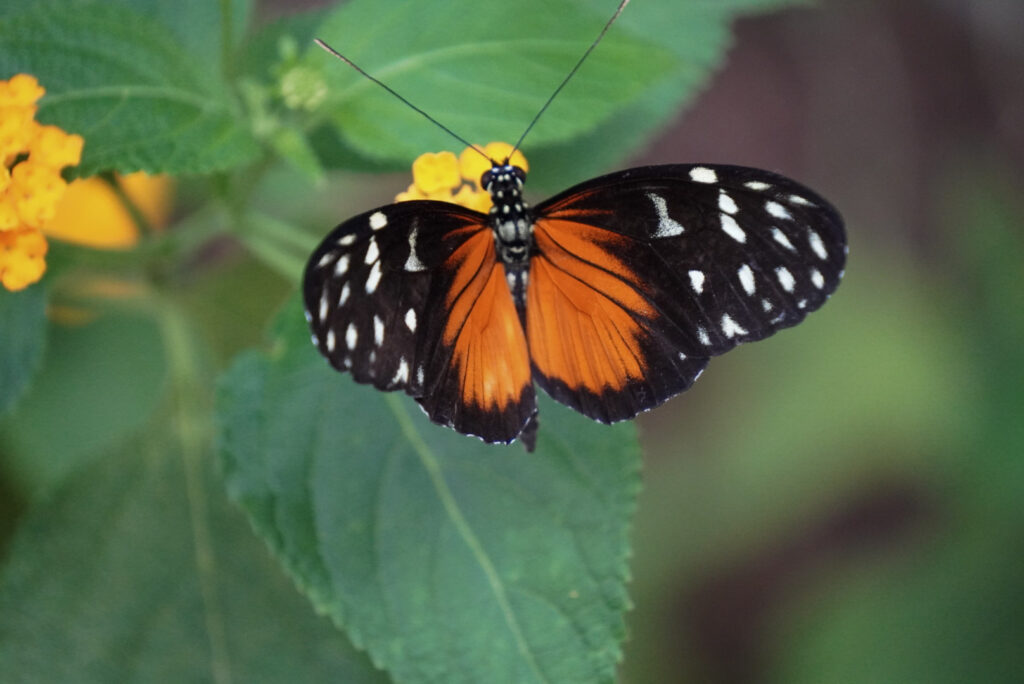 Eifalia Schmetterlingsgarten