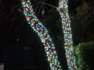 Garden of Lights Garden of Lights