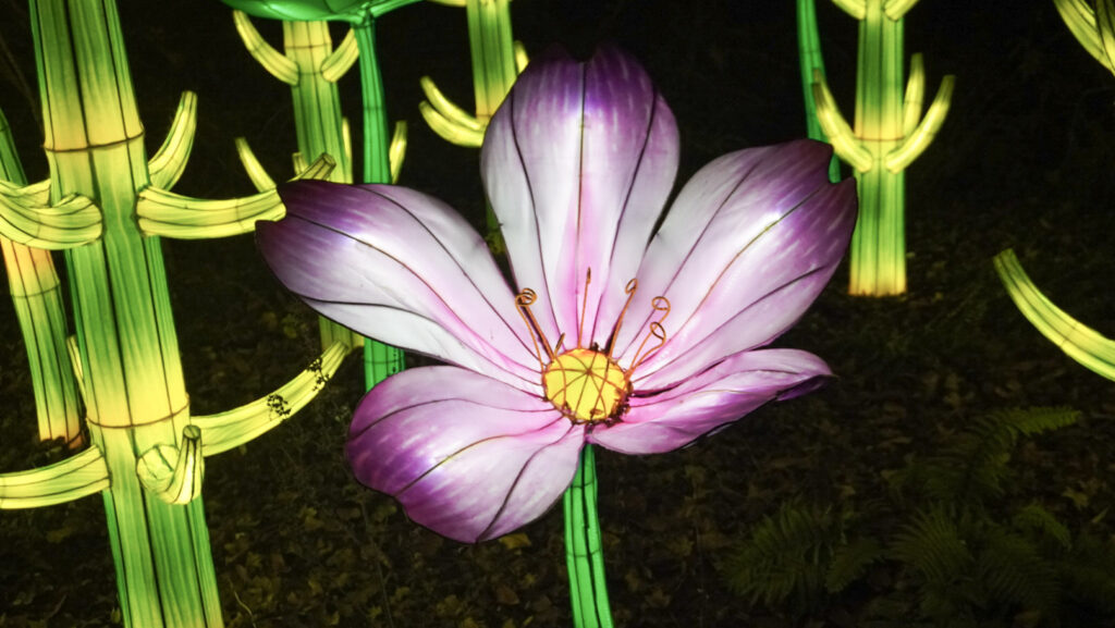 China Lights im K&ouml;lner Zoo