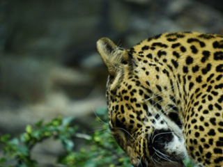 Burgers' Zoo