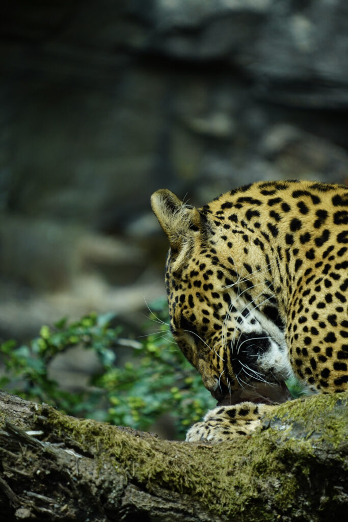 Burgers' Zoo Burgers' Zoo