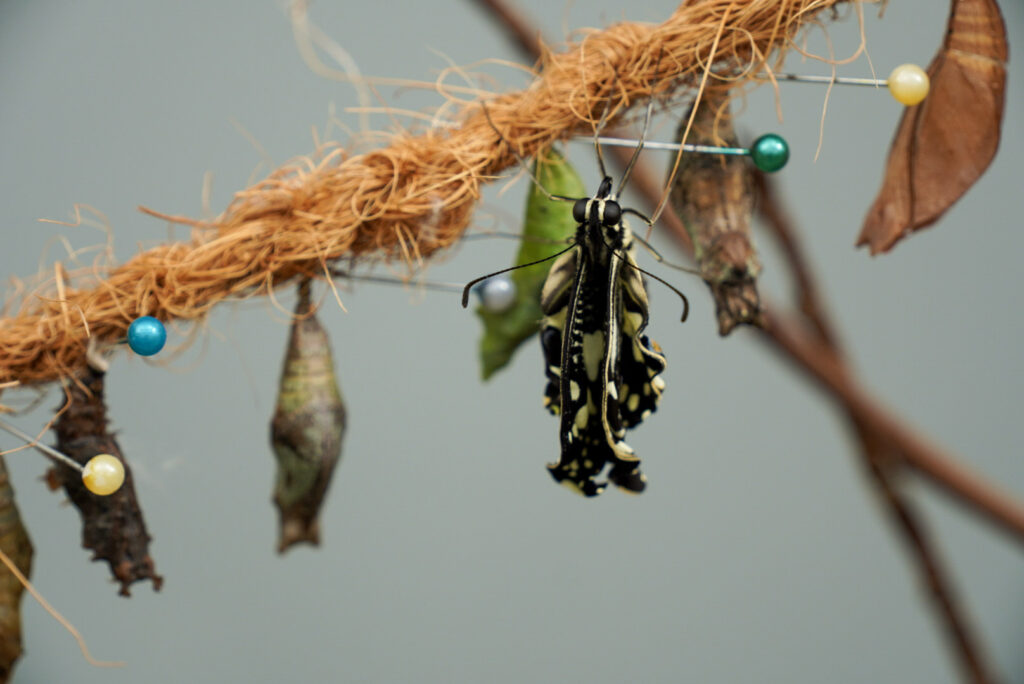 Eifalia Schmetterlingsgarten