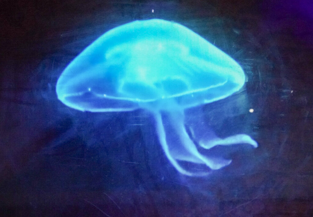 Herbstlichter Br&uuml;ckenkopfpark J&uuml;lich