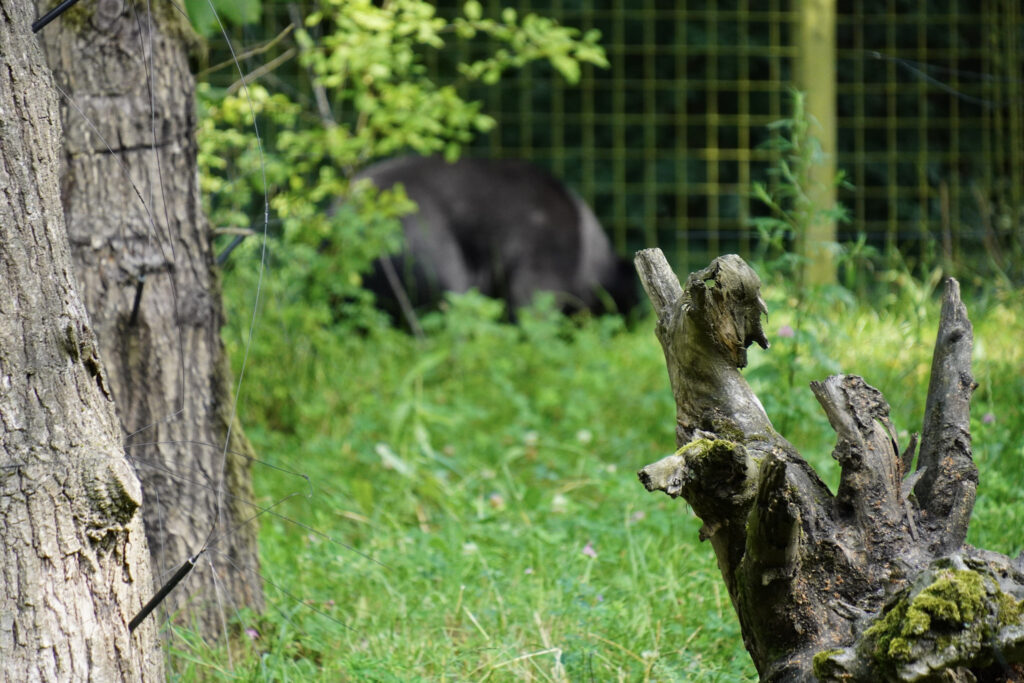 Burgers' Zoo Burgers' Zoo