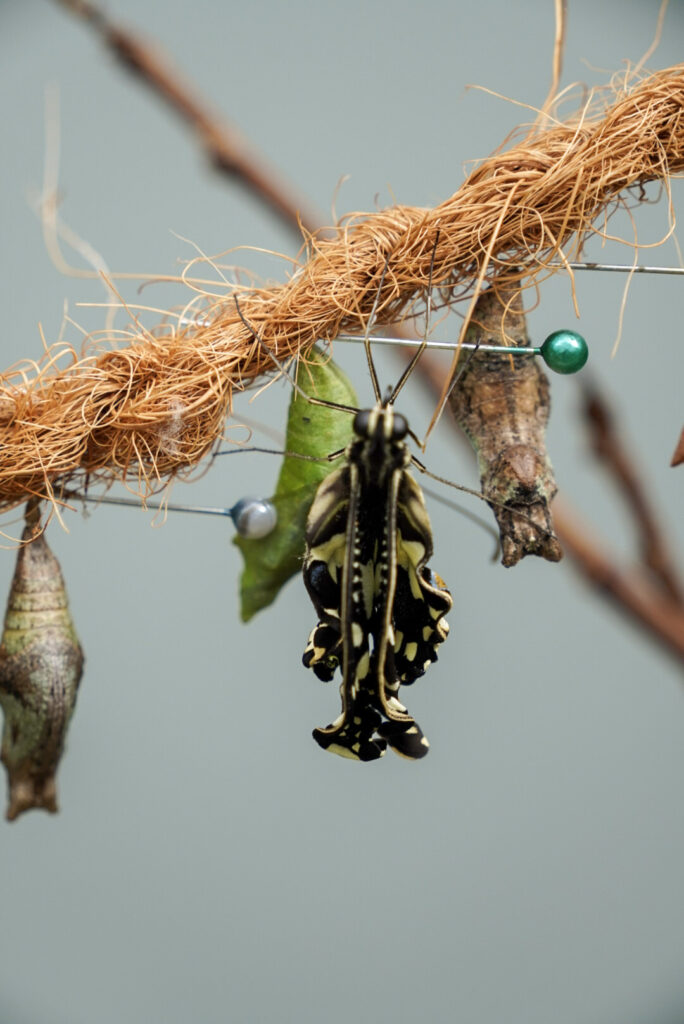 Eifalia Schmetterlingsgarten