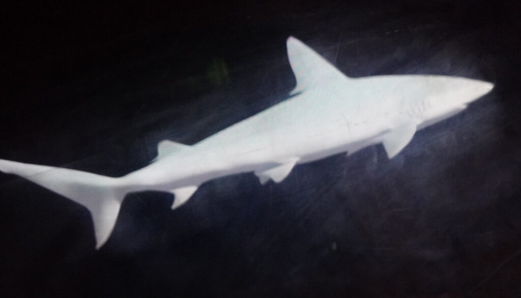 Herbstlichter Br&uuml;ckenkopfpark J&uuml;lich